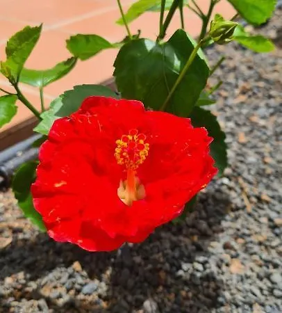 Casa Mari Y Jose Con Grandes Piscinas Y Wifi Gratis Corralejo