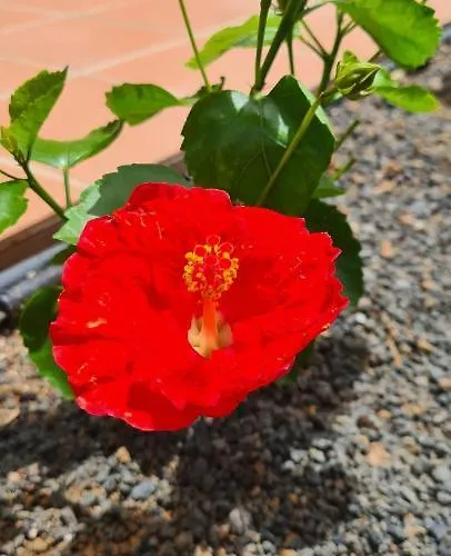 Casa Mari Y Jose Con Grandes Piscinas Y Wifi Gratis Κοραλέχο