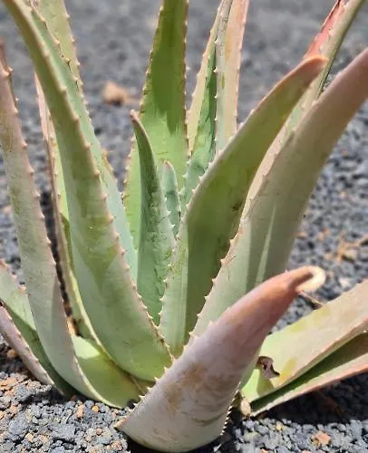 Casa Mari Y Jose Con Grandes Piscinas Y Wifi Gratis Κοραλέχο