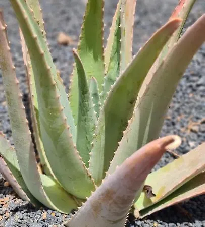 Casa Mari Y Jose Con Grandes Piscinas Y Wifi Gratis Corralejo